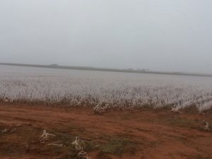 A Field in South Texas