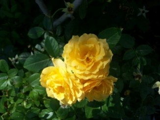 20140603_110312.jpg image