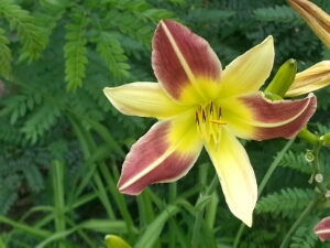 20140717_162621_HDR.jpg image