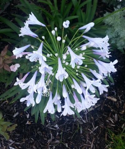 20140603_110347-1.jpg image