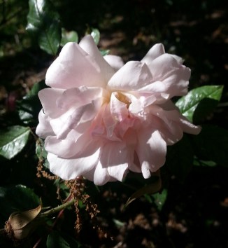 2015-03-27 17.37.39.png image